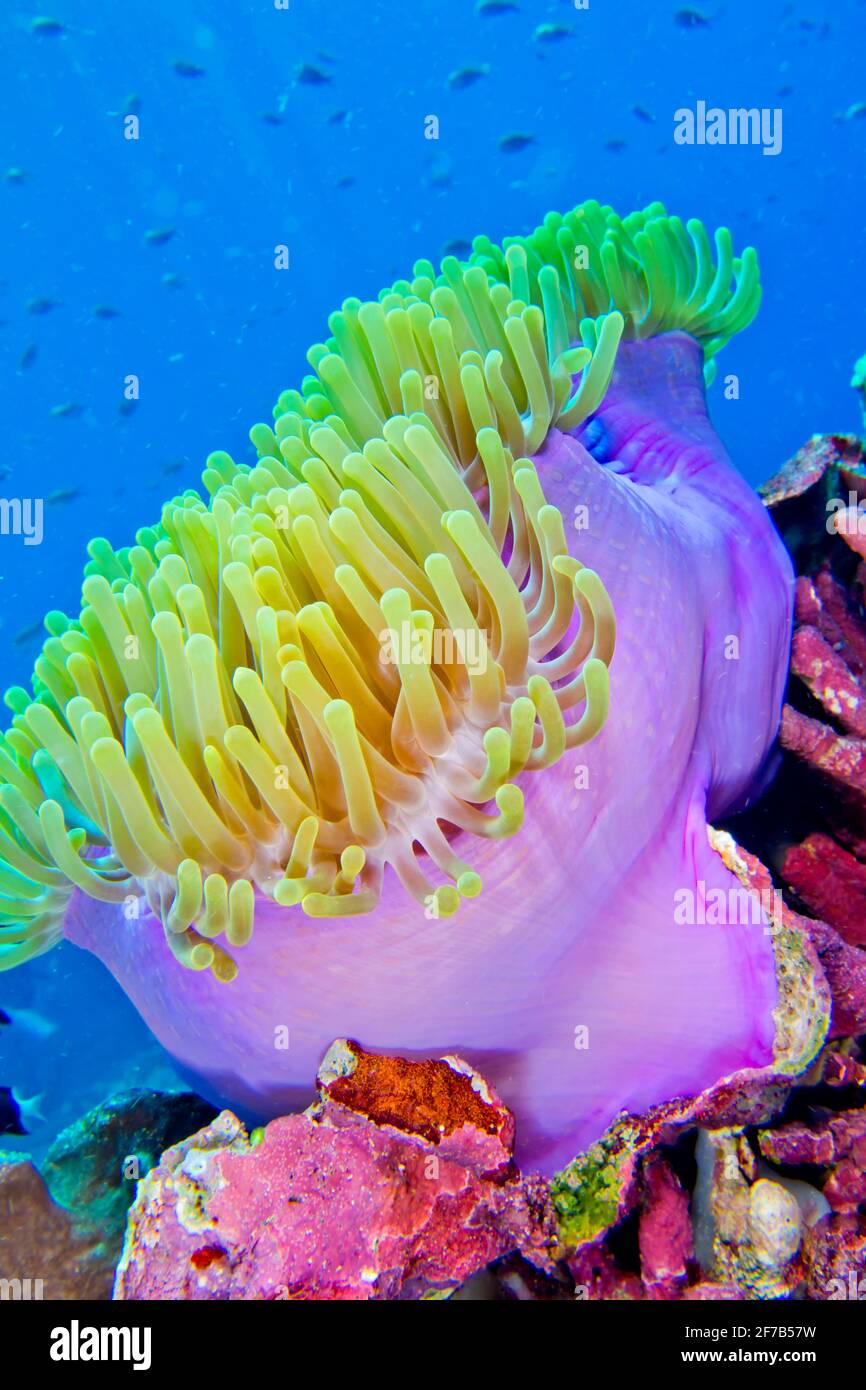Magnificent Sea anemone, Ritteri anemone,Heteractis magnifica, Bunaken National Marine Park, Bunaken, North Sulawesi, Indonesia, Asia Stock Photo