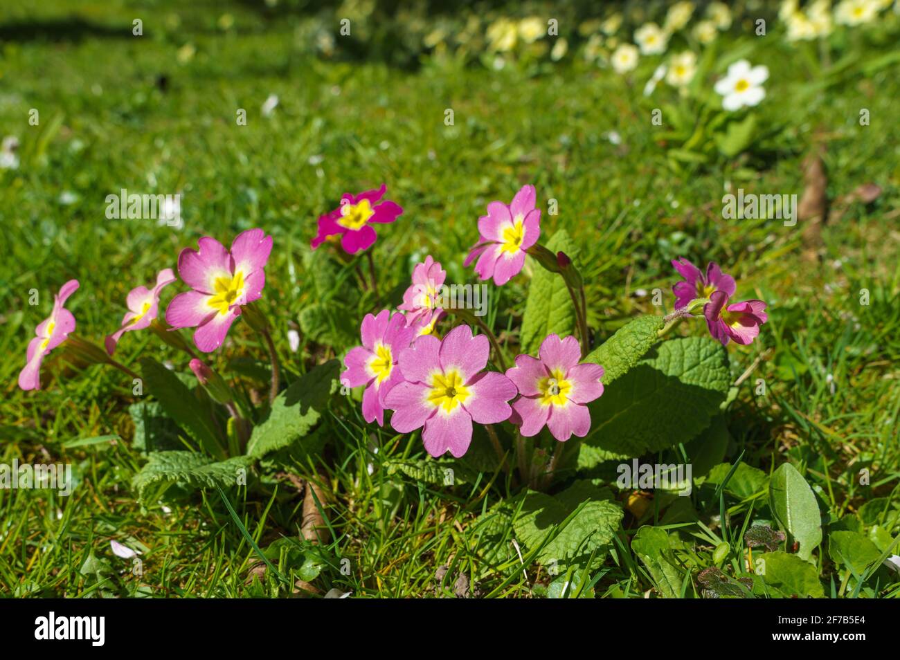 pink and purple pansies decorate the lawn of a village church in Salisbury Wiltshire Stock Photo