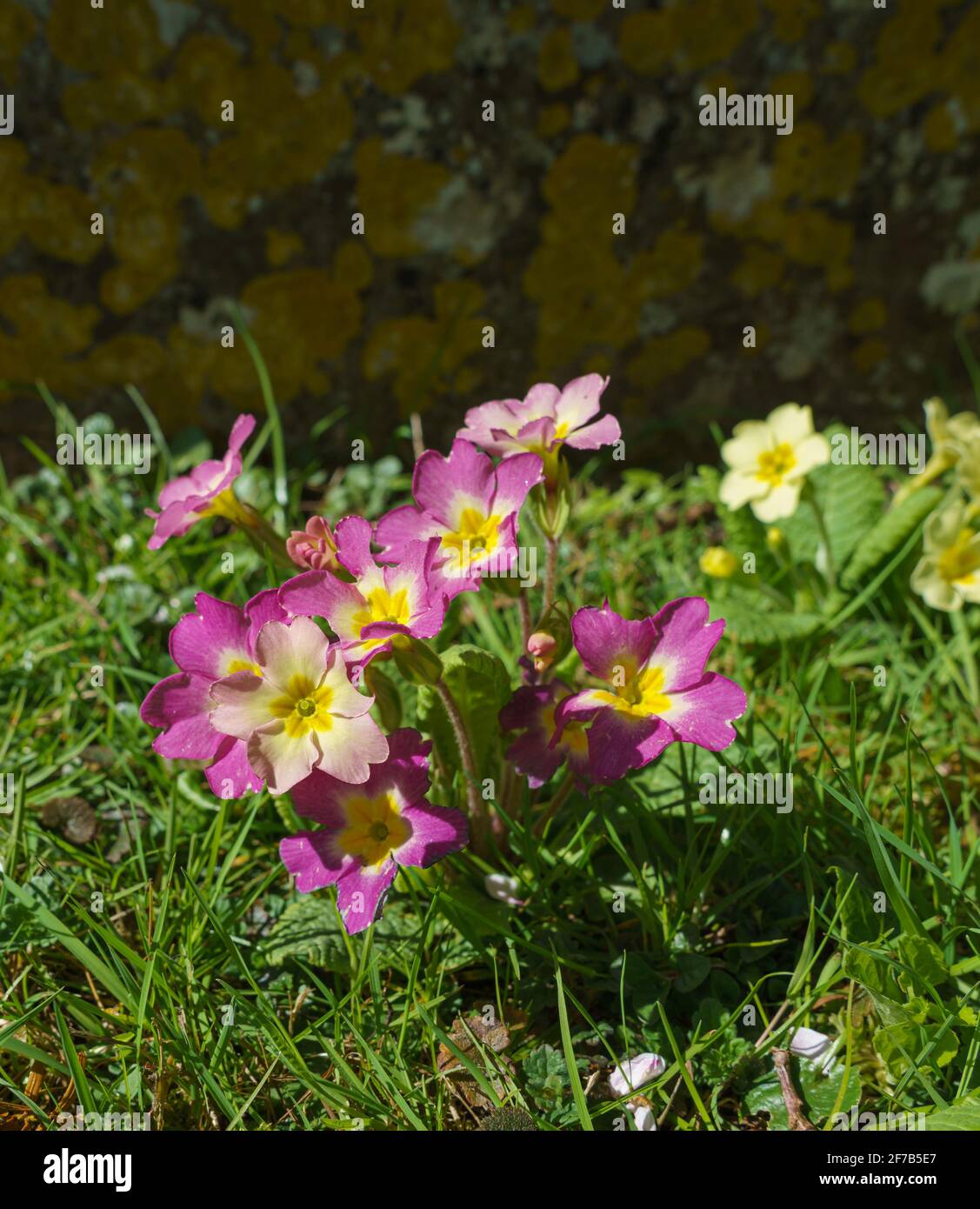 pink and purple pansies decorate the lawn of a village church in Salisbury Wiltshire Stock Photo