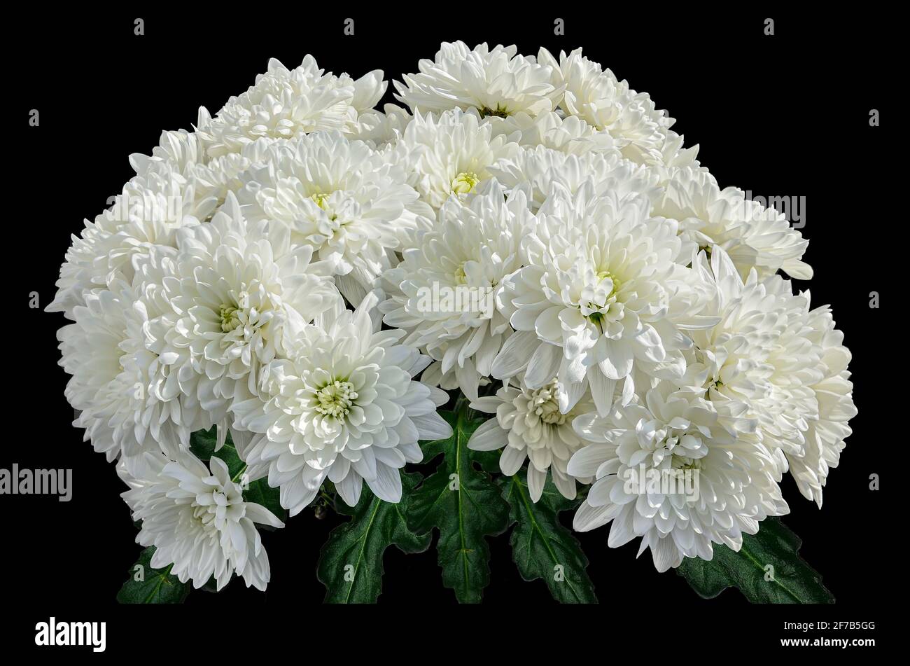chrysanthemum white bouquet
