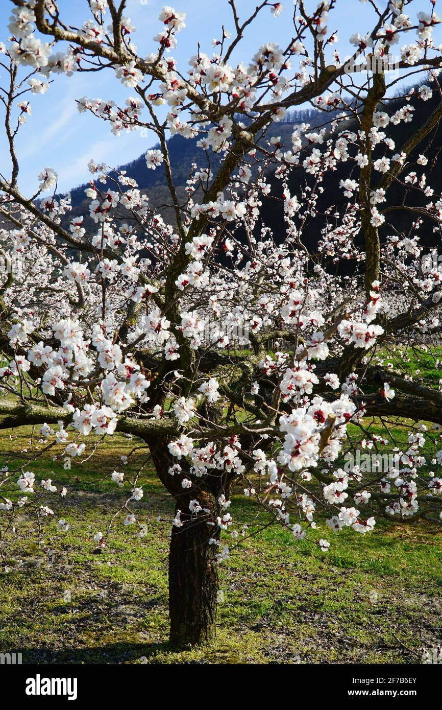 Spring season Apricot blossom (world cultural heritage) in Wachau