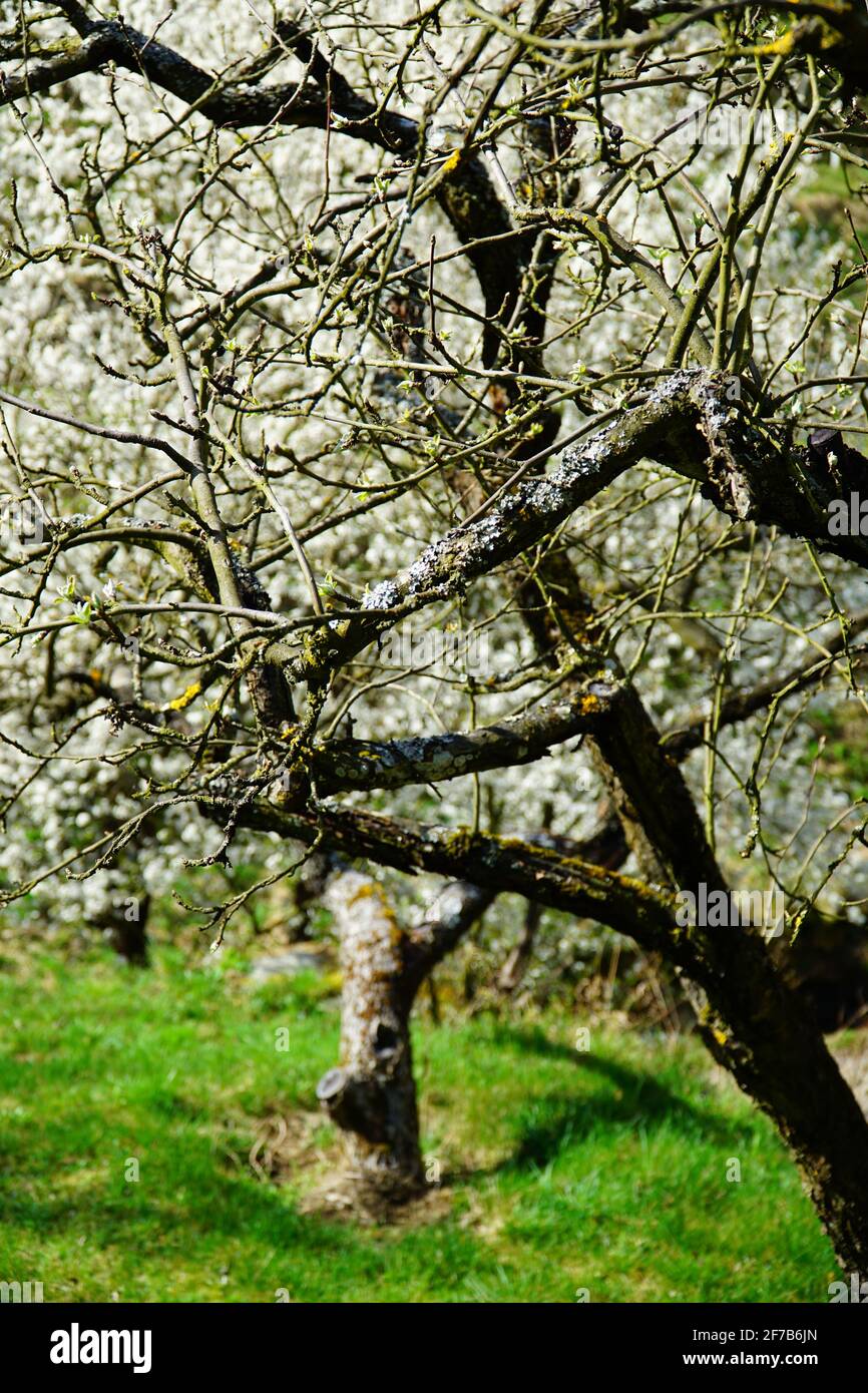 Spring season Apricot blossom (world cultural heritage) in Wachau