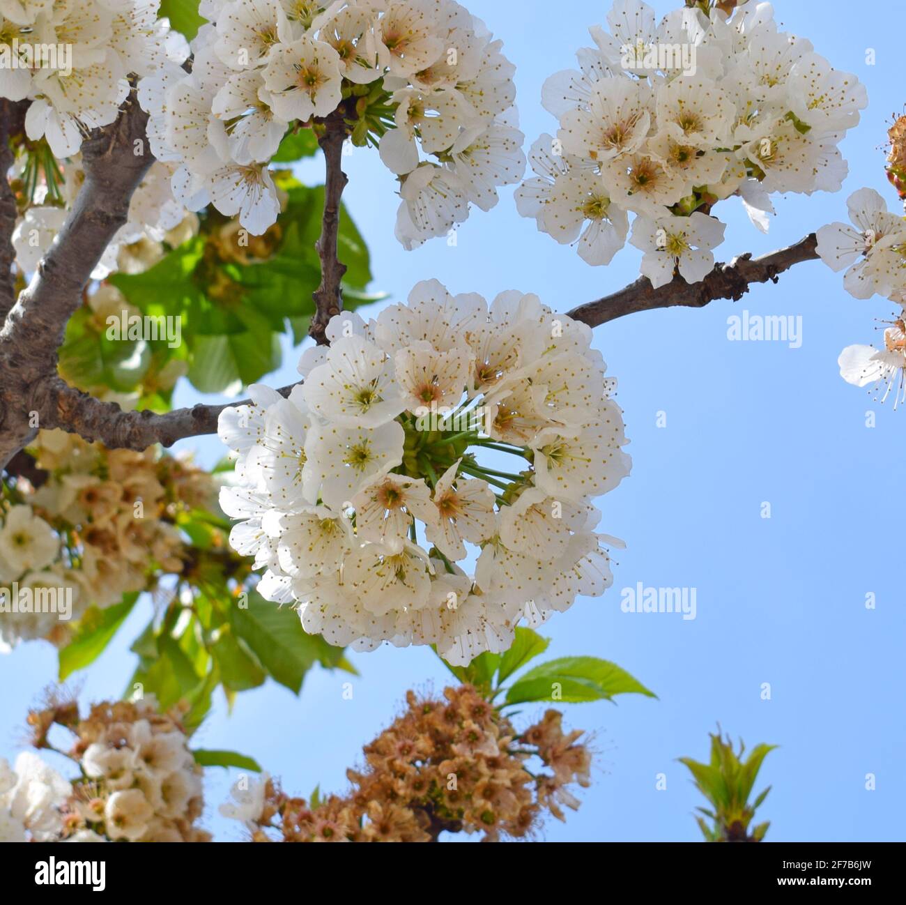 Cherry blossoms in Sant Climent de Llobregar Barcelona Spain Stock Photo