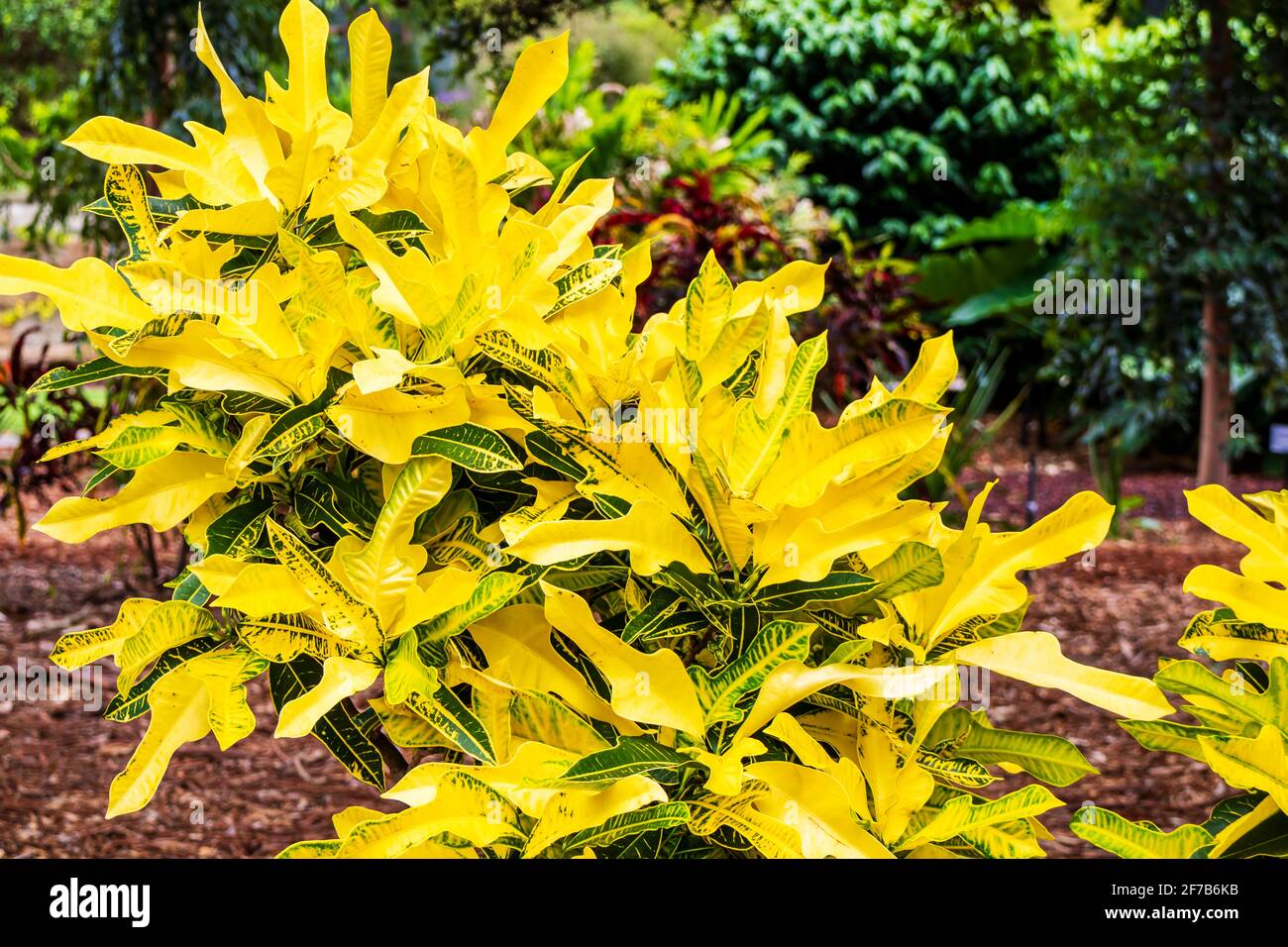 Codiaeum variegatum or Garden Croton plant with ornamental foliage. Stock Photo