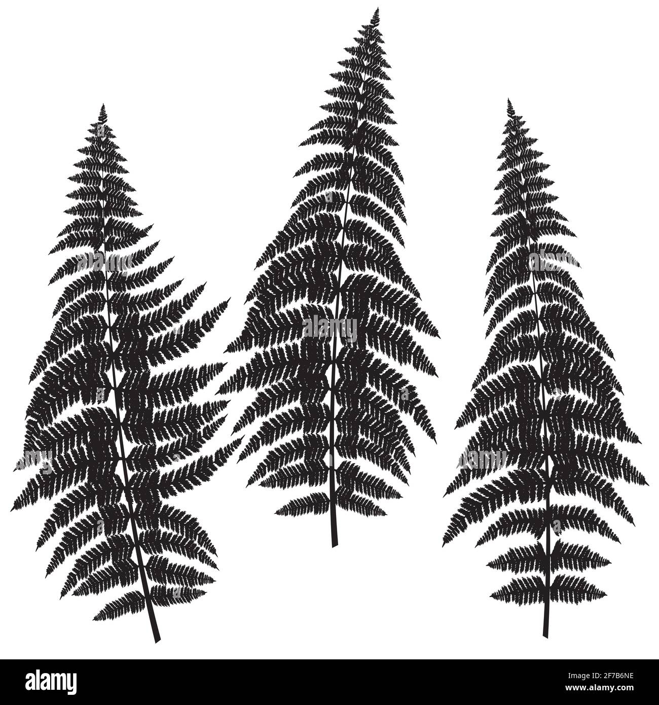 White fern frond on Cut Out Stock Images Pictures Alamy