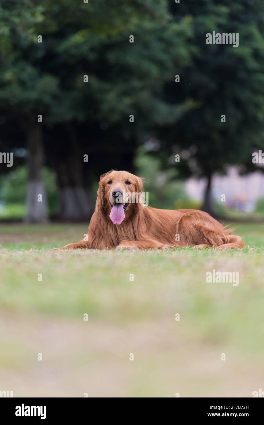 Golden retriever lying on grass hi-res stock photography and images - Alamy