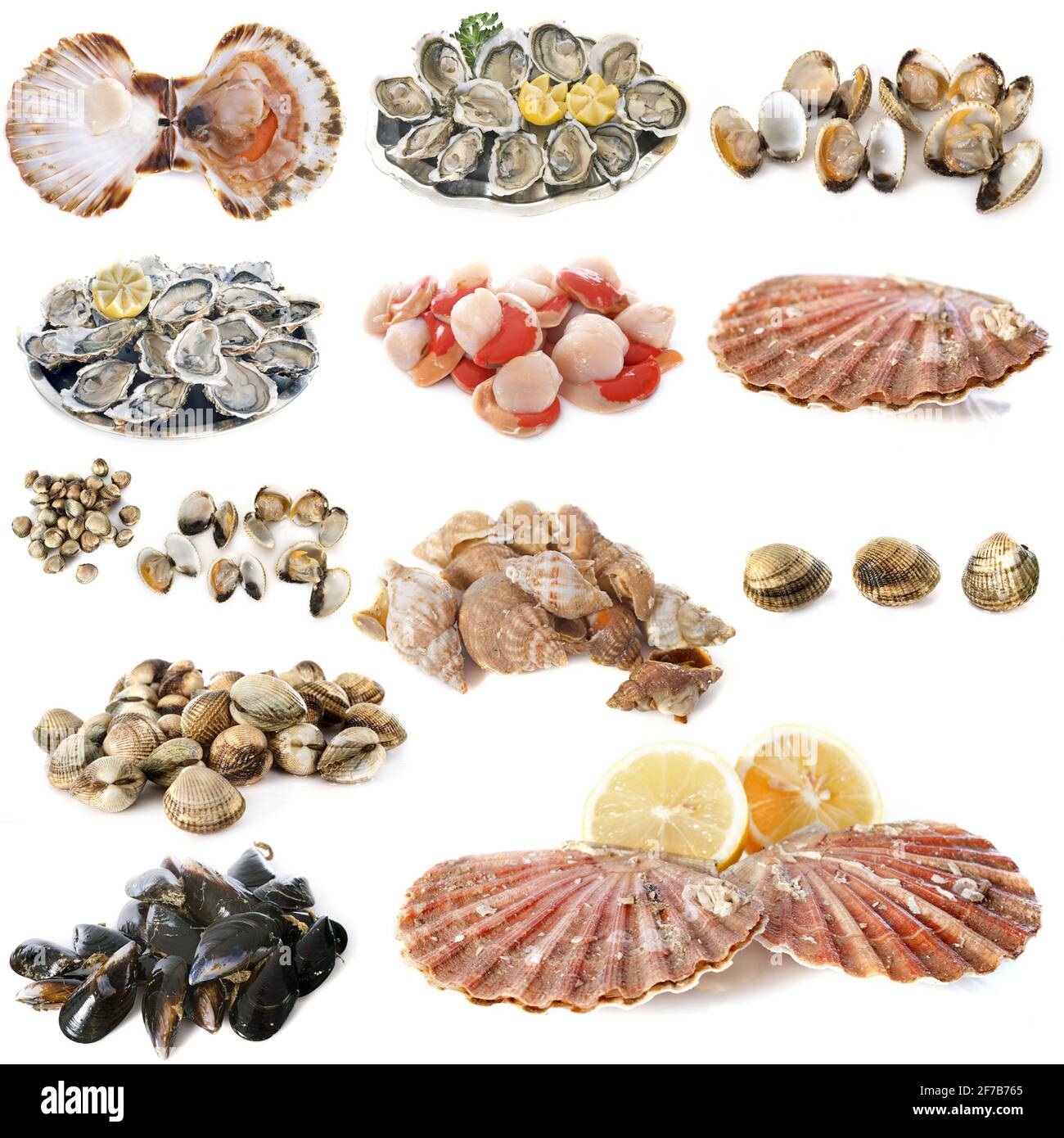 Shellfish picture hi res stock photography and images Alamy
