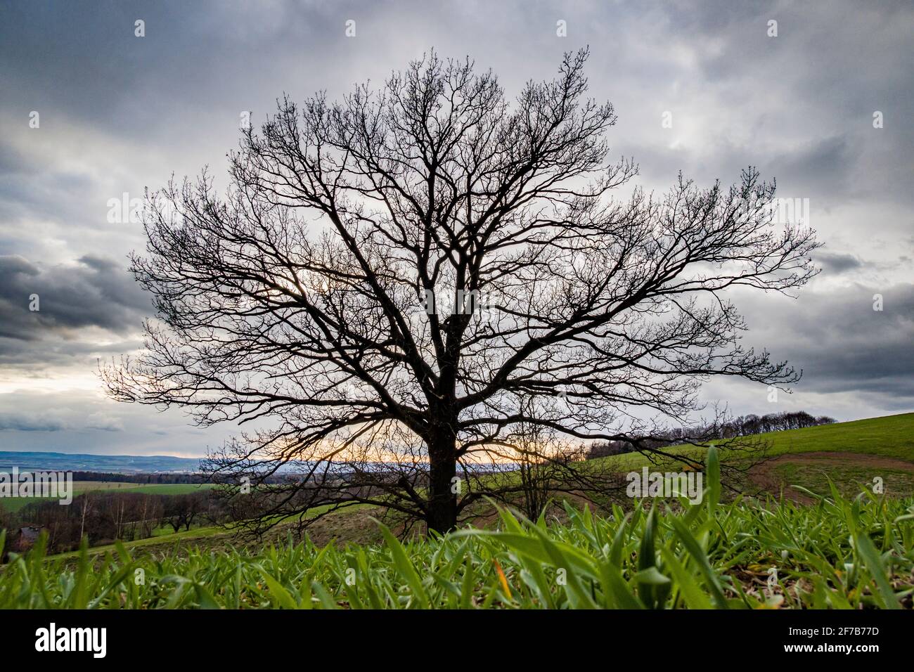 Solitary tree in the middle of a field in winter in Saxon Switzerland at sunset. Stock Photo
