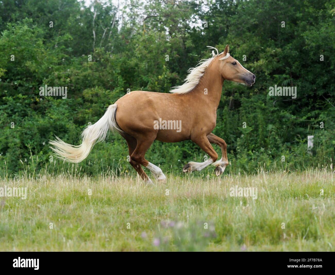 A pretty palomino Welsh pony canters through a paddock Stock Photo - Alamy