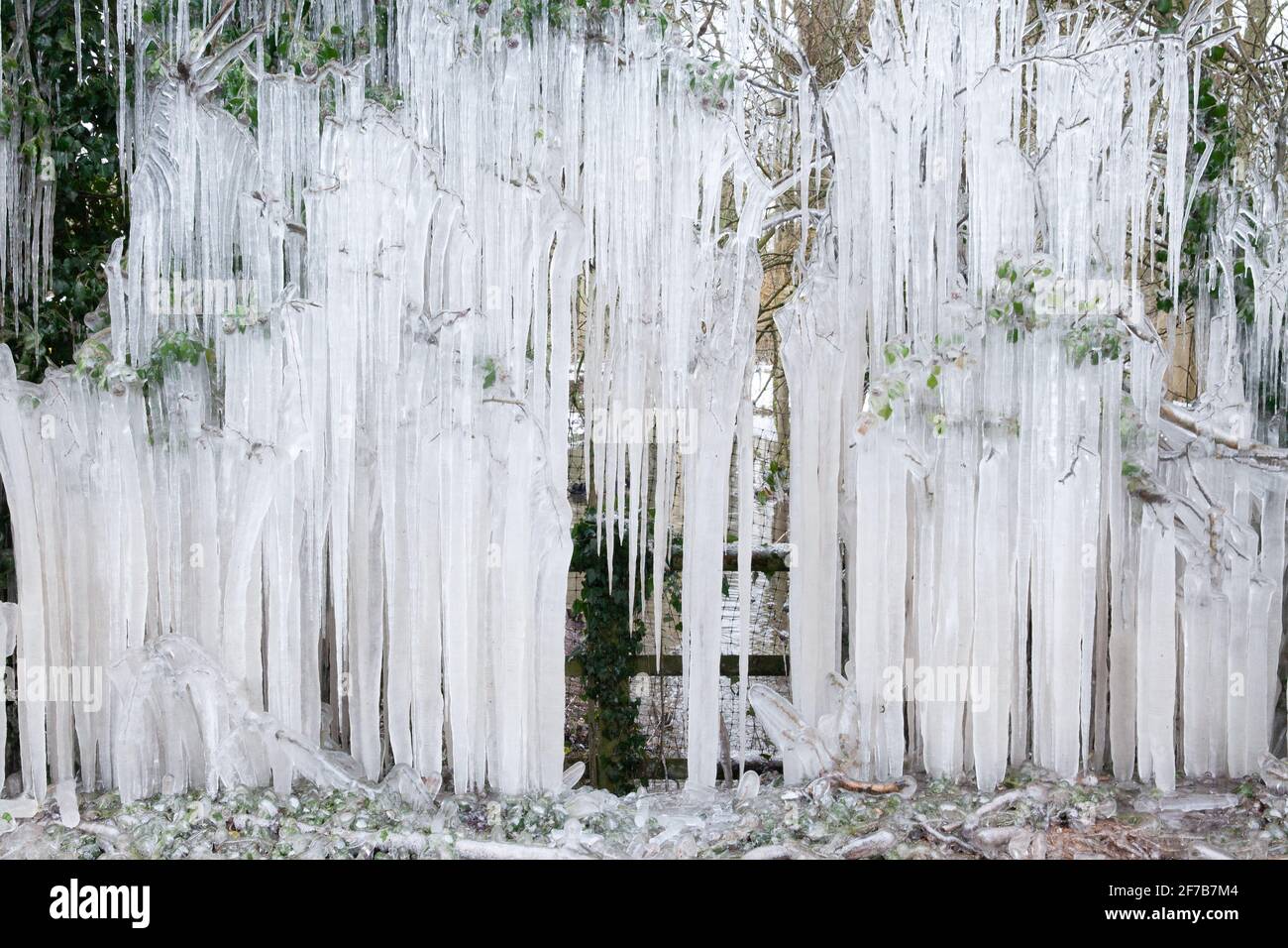 Big tree icicles hanging down to the ground in winter in Norfolk England Stock Photo