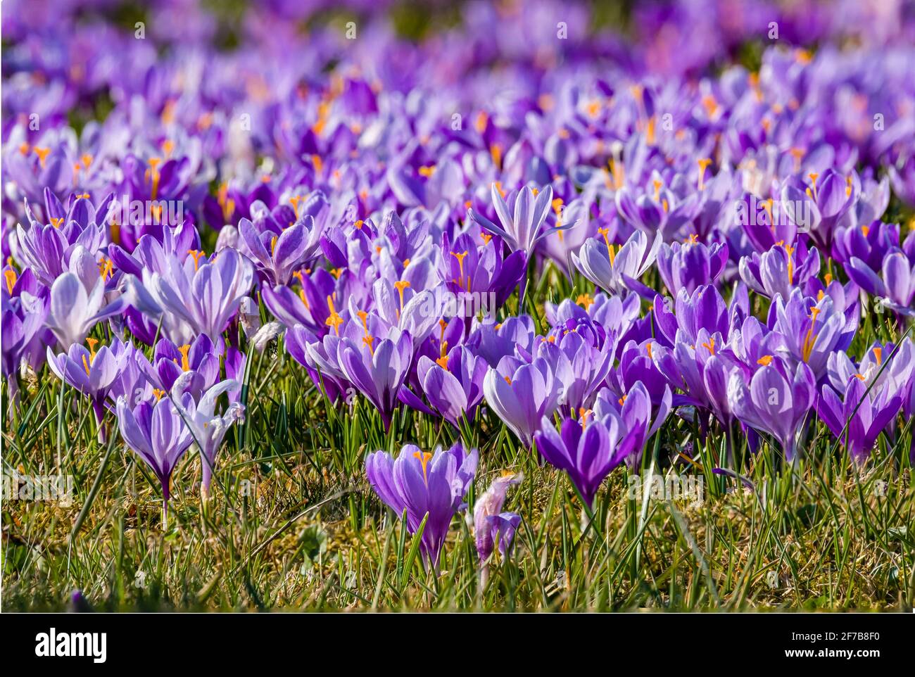 Purple spring crocuses (Crocus vernus), growing in a meadow with others ...