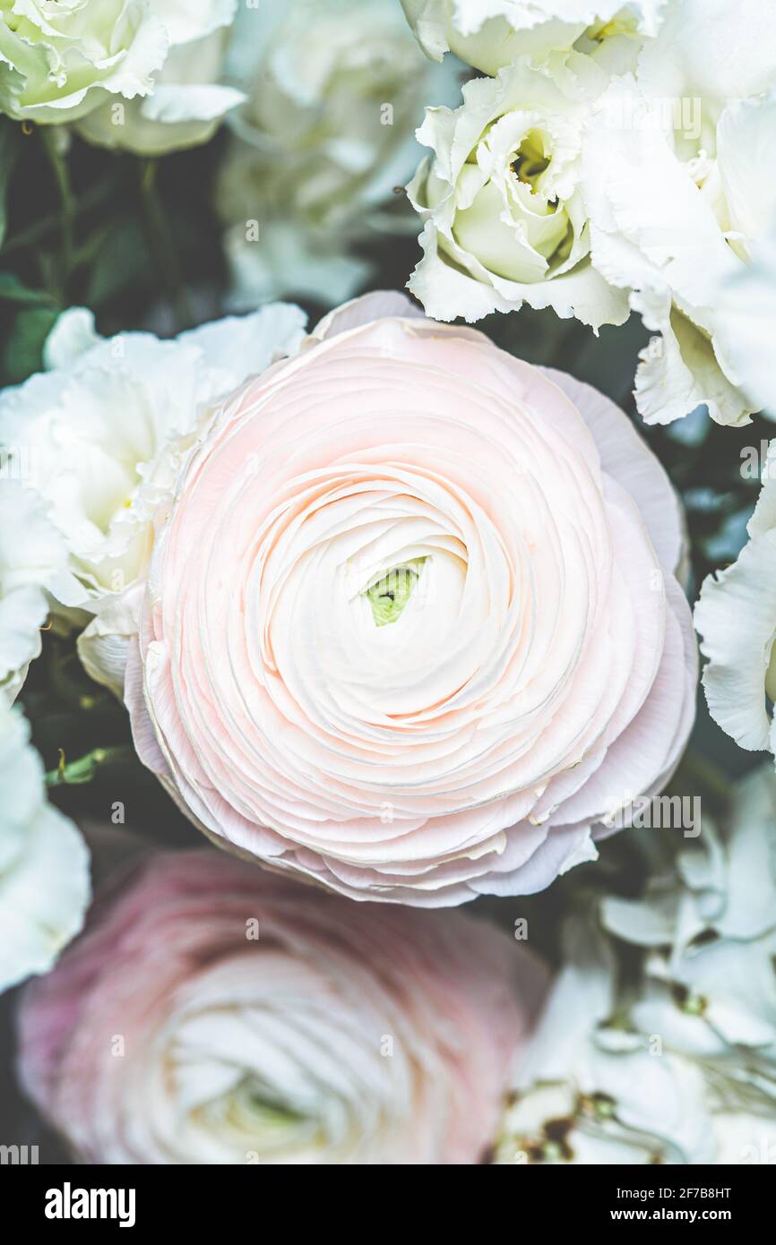 Fresh pink flowers ranunculus, close up. Stock Photo