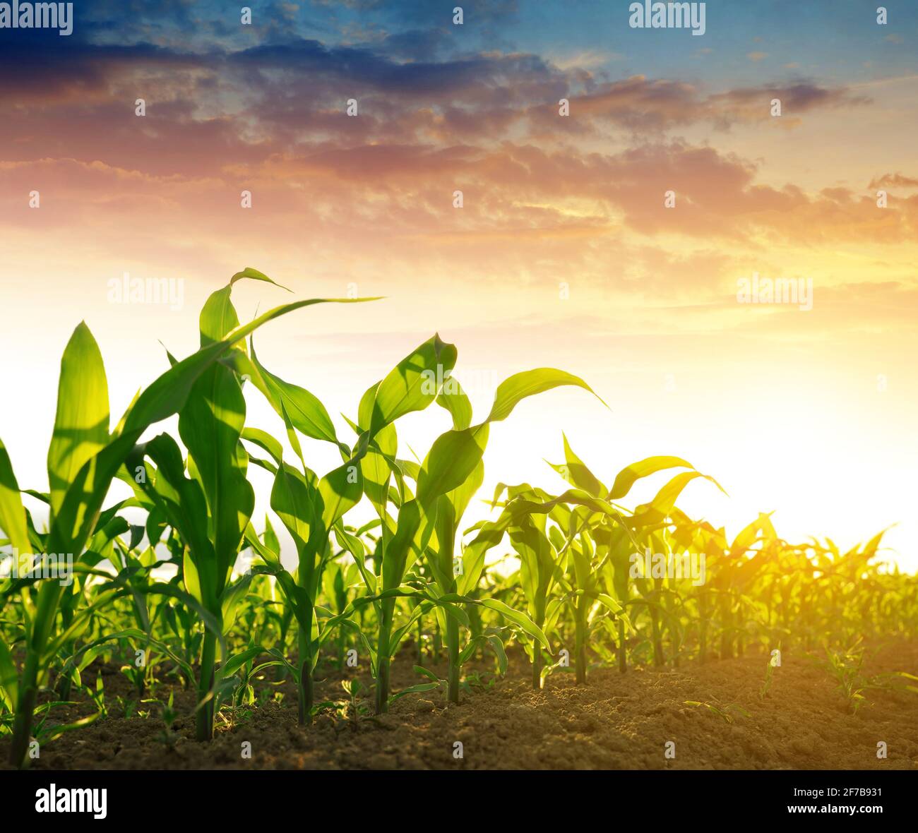 Row agricultural plants in field hi-res stock photography and images ...
