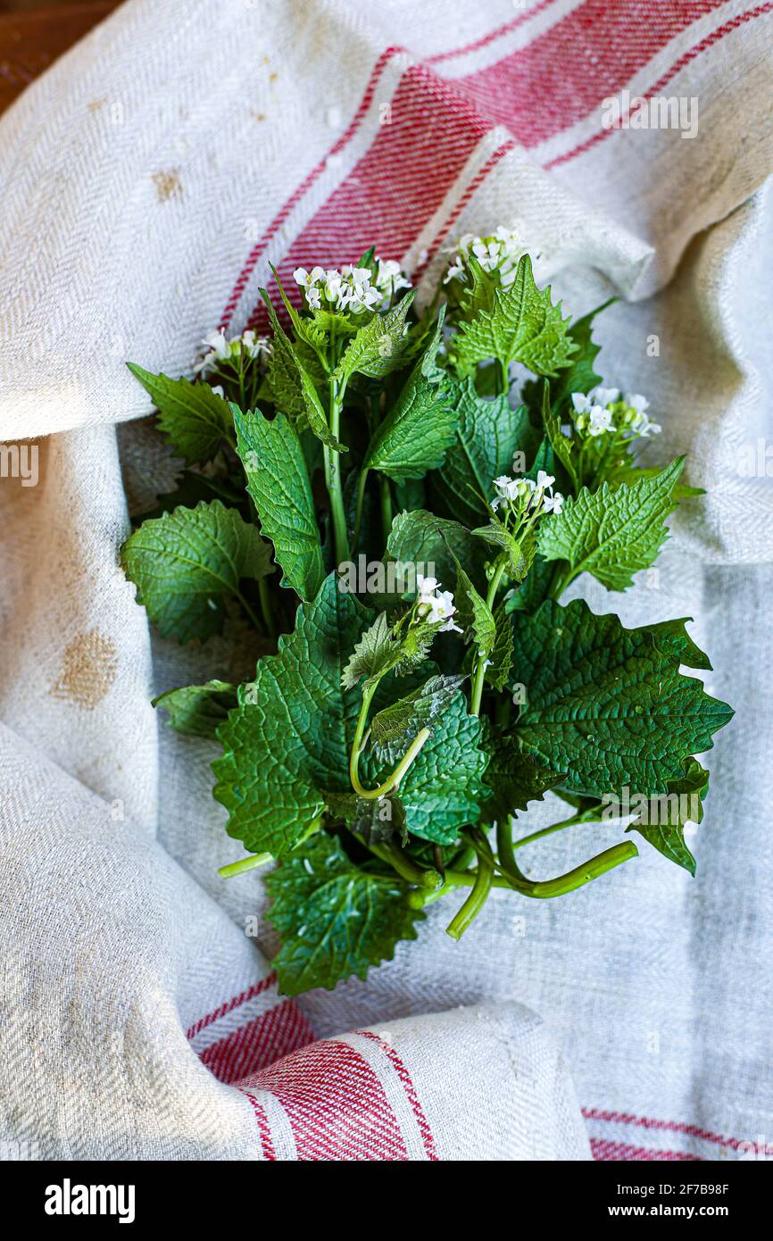Alliaria, garlic mustard herb Stock Photo Alamy