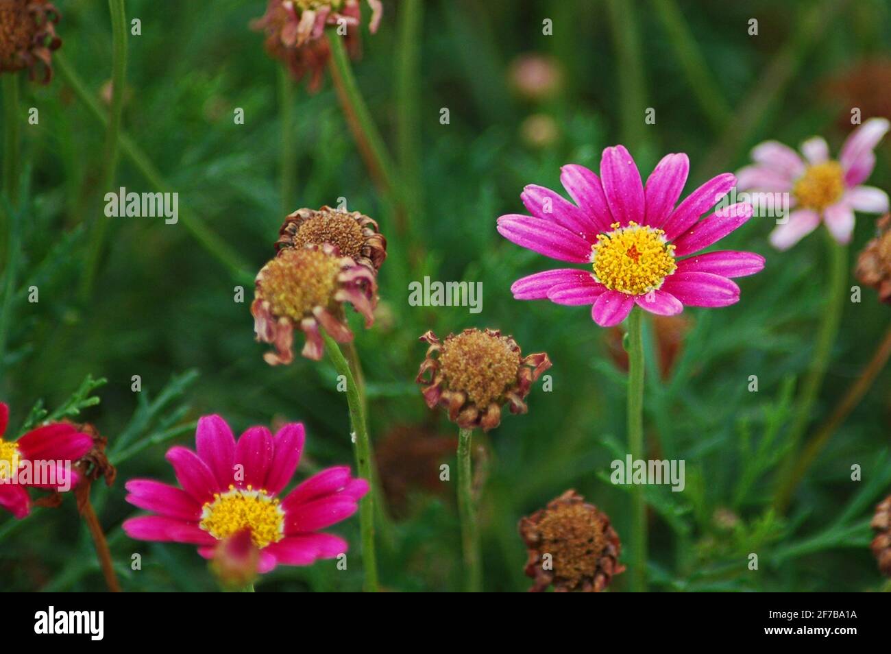 Argyranthemum frutescens cultivar or marguerite daisies in the garden, delicate little cyclamen or pink and yellow perennial flowers Stock Photo