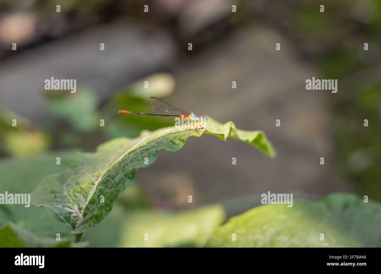 Colorful dragonfly sitting on a leaf in the garden Stock Photo - Alamy