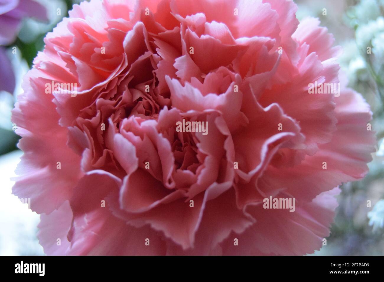 Single Pink Carnation Stock Photo