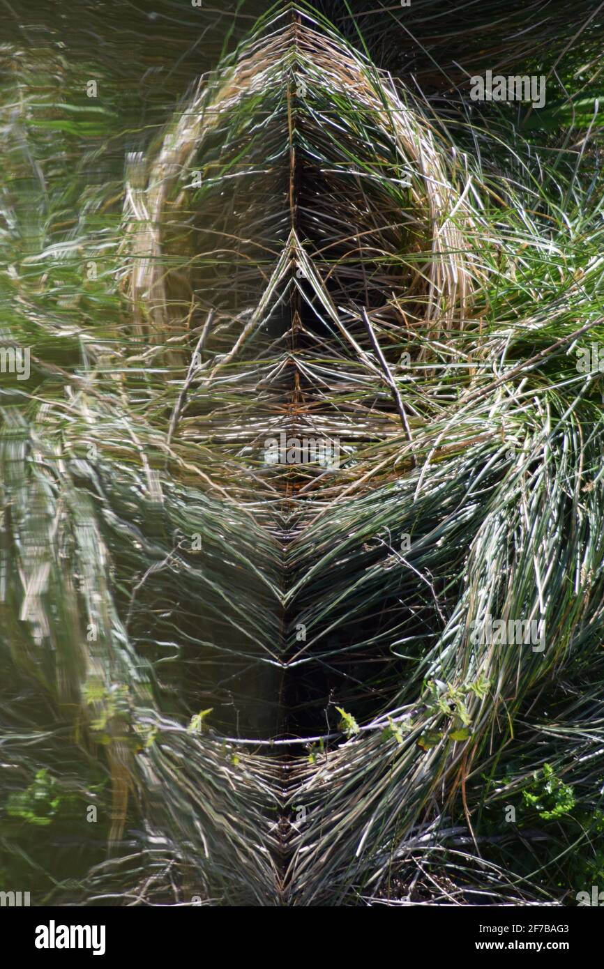 Undergrowth Mirror Image Stock Photo
