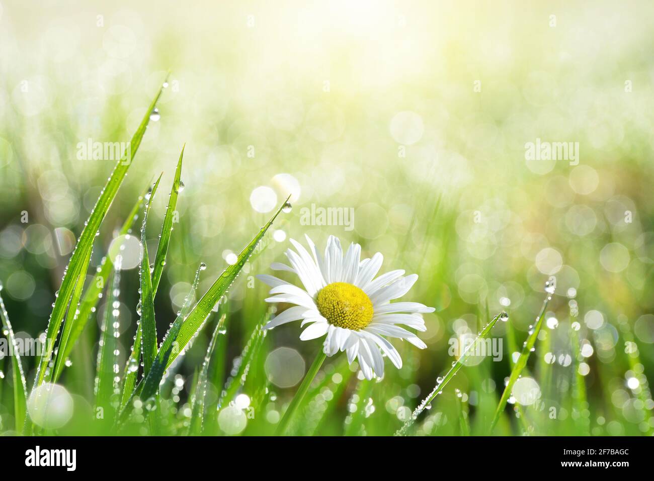 Fresh green grass with dew drops and daisy on meadow closeup. Spring ...