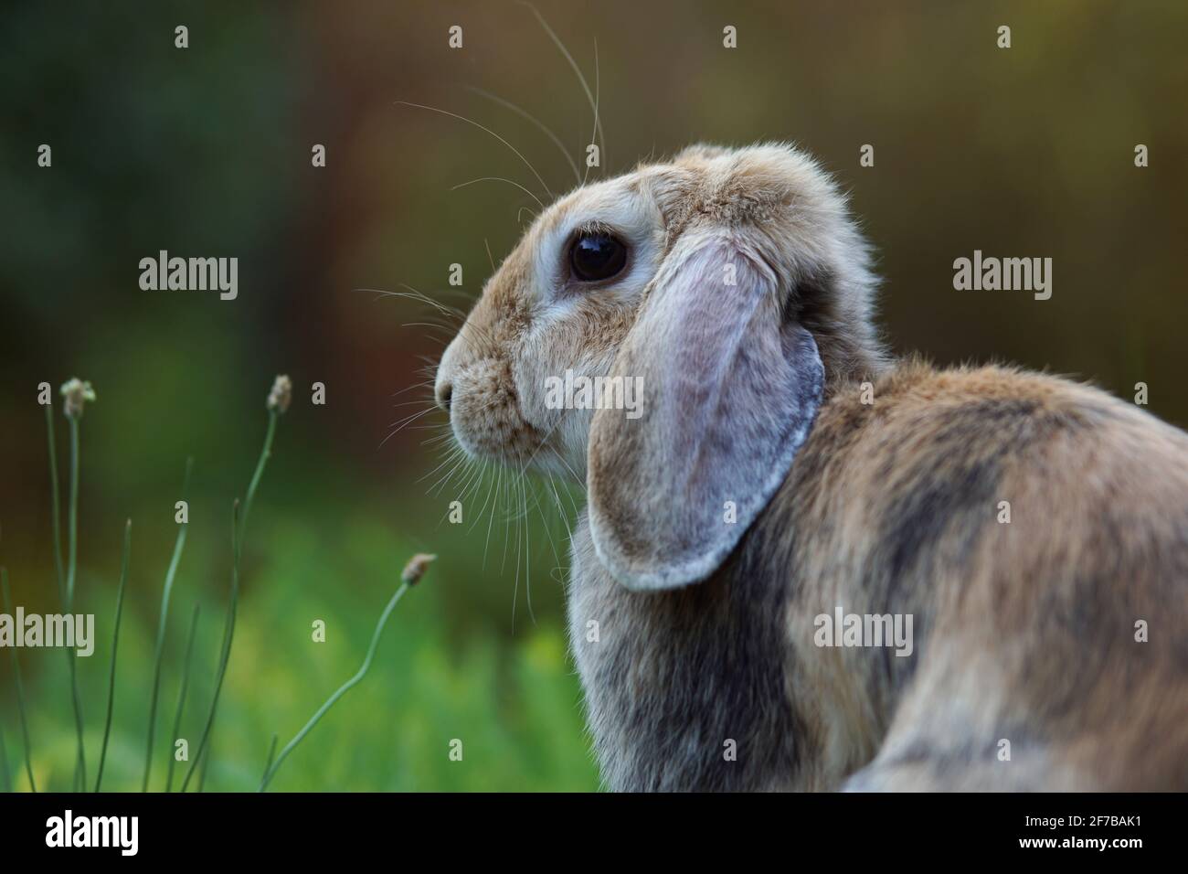 side portrait of lop rabbit in field Stock Photo