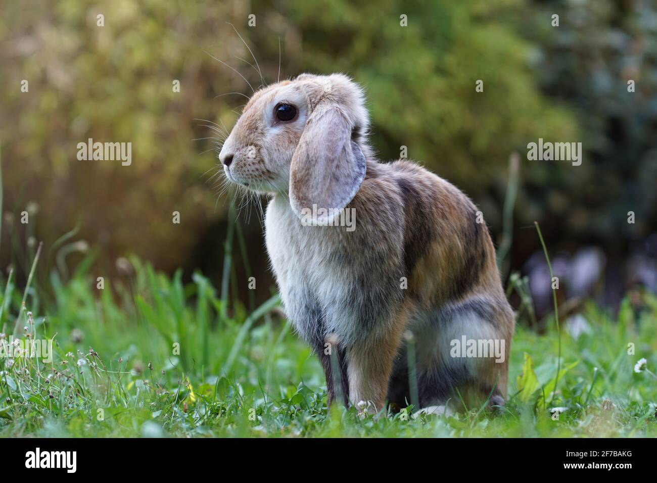 lop eared dwarf ram rabbit sitting on meadow in attentive position Stock Photo