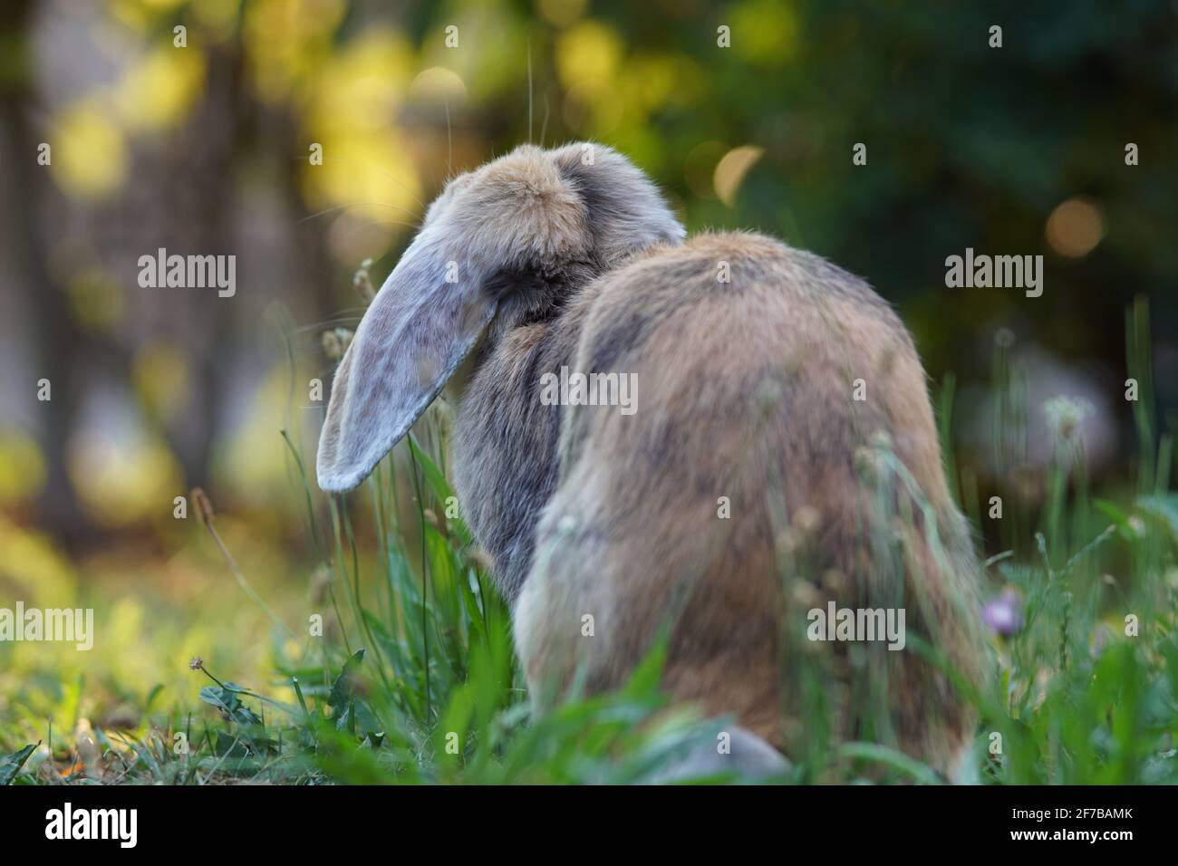 lop rabbit from behind sitting on meadow Stock Photo