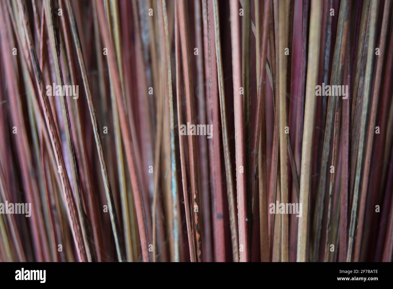 Stems Texture landscape Stock Photo