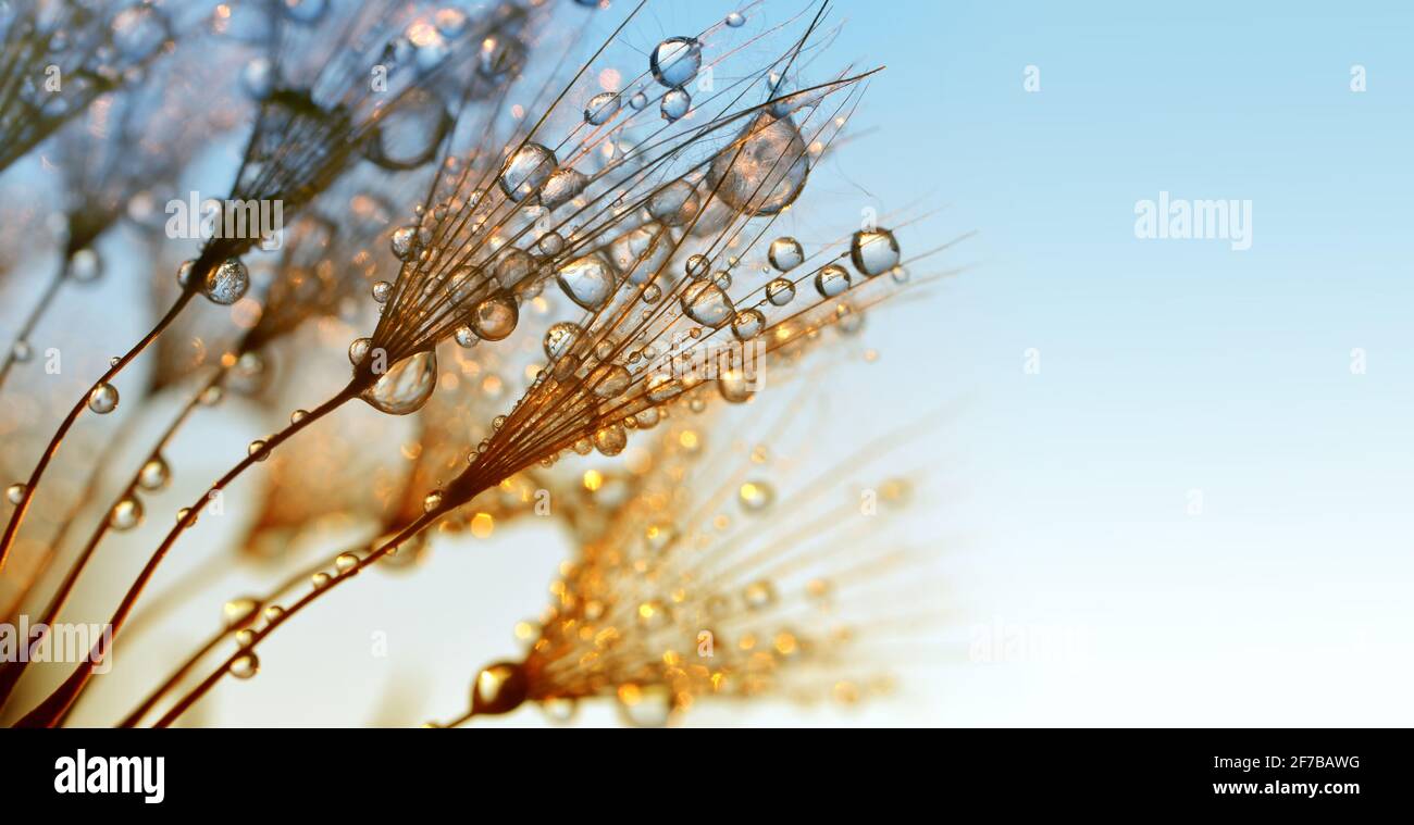 Dew drops on a dandelion seeds at sunrise close up Stock Photo - Alamy