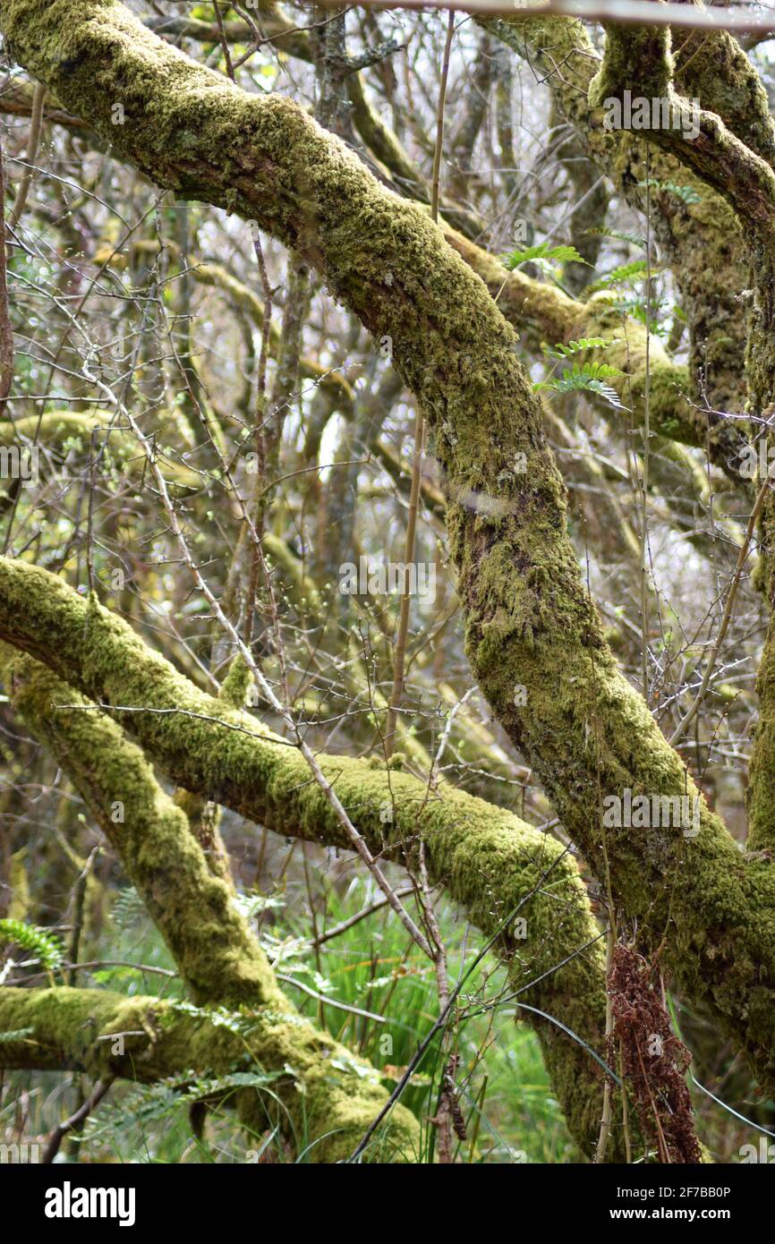 Mossy Tree Branches #1 Stock Photo
