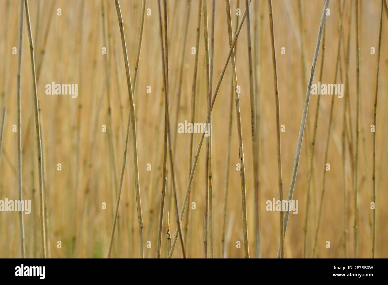 Reeds Background Texture #3 Stock Photo
