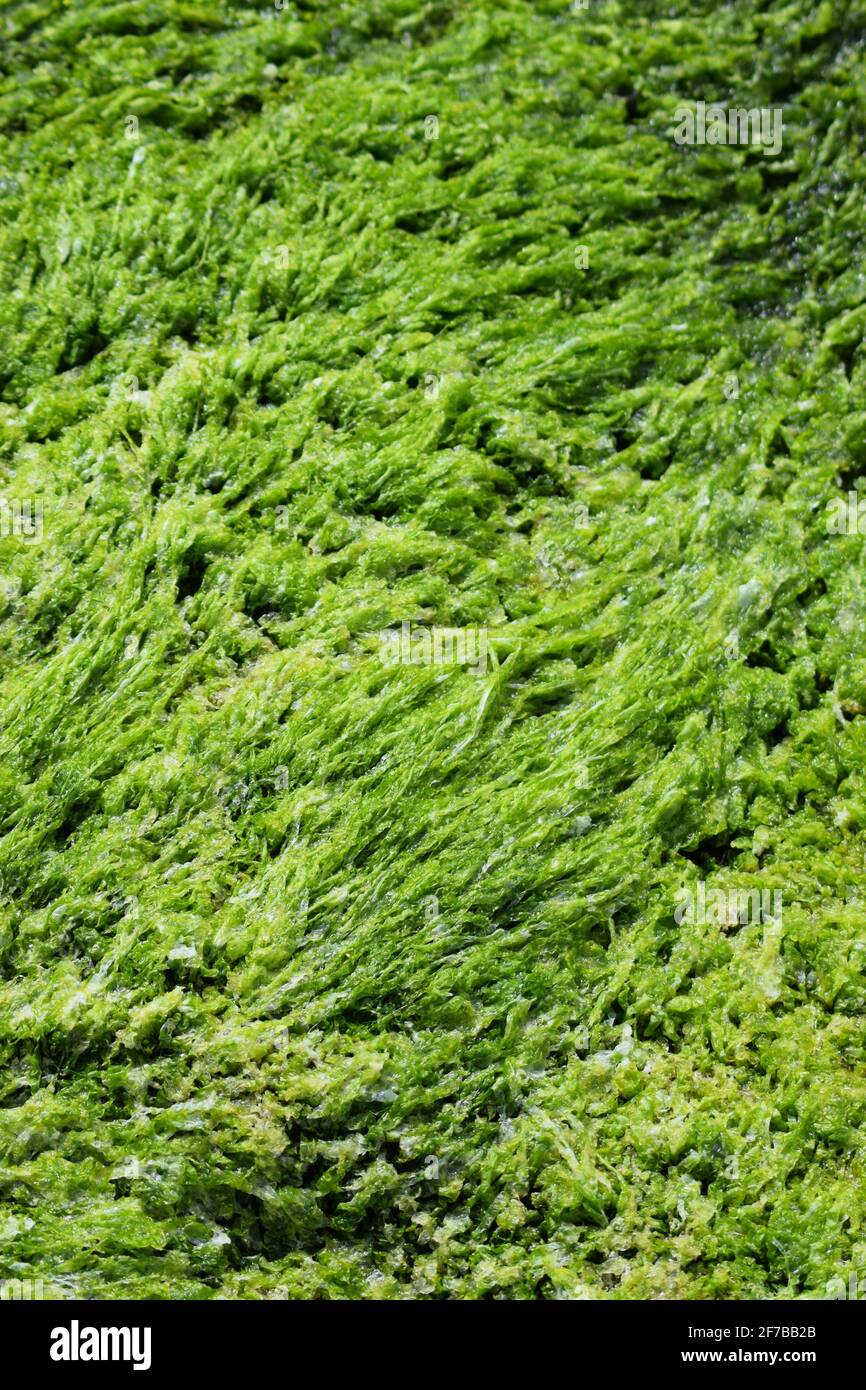 Seaweed Green Stock Photo