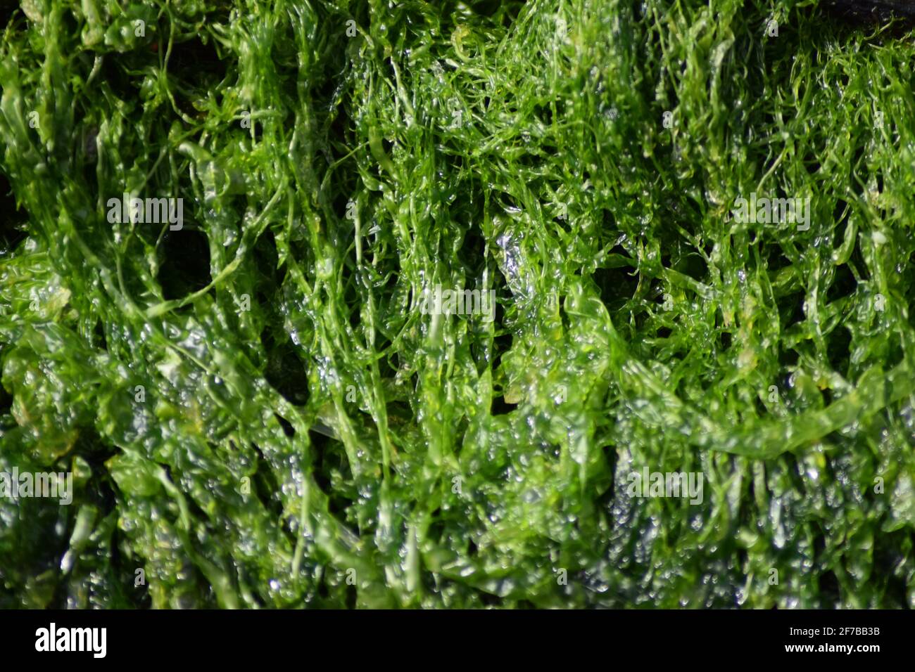 Matted Seaweed Stock Photo