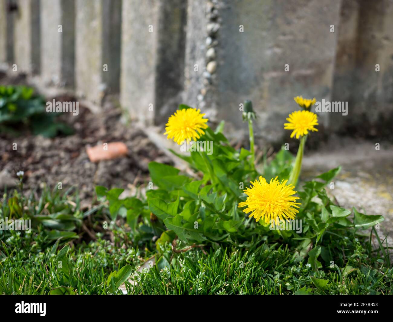 Fresh Dandelion growing next to a concrete wall in the garden Stock Photo