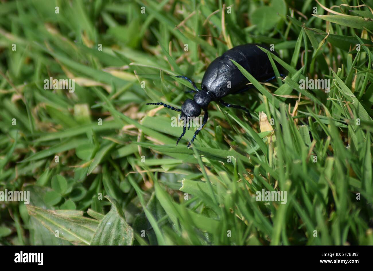 Oil Beetle front view Stock Photo