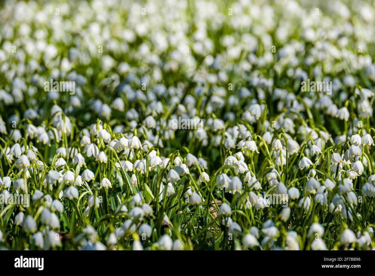 Dense accumulation of snowflakes (Leucojum vernum) in the valley Polenztal. Stock Photo