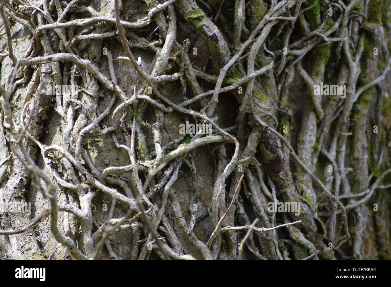 Ivy on Tree Trunk landscape #1 Stock Photo