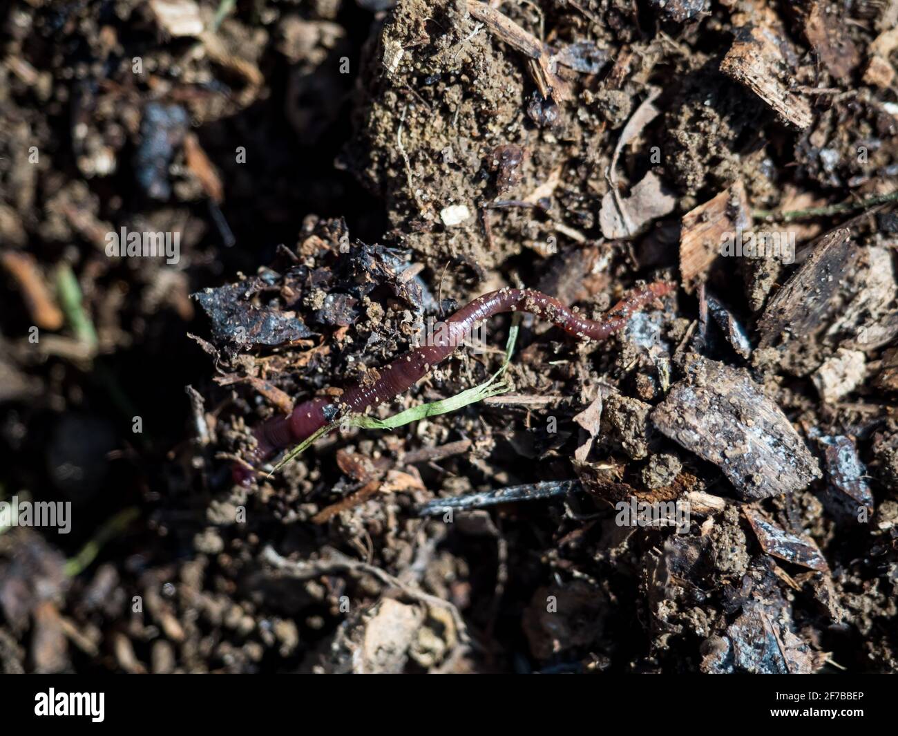 Earthworm on a permaculture fertile rich soil with shredded wood Stock Photo