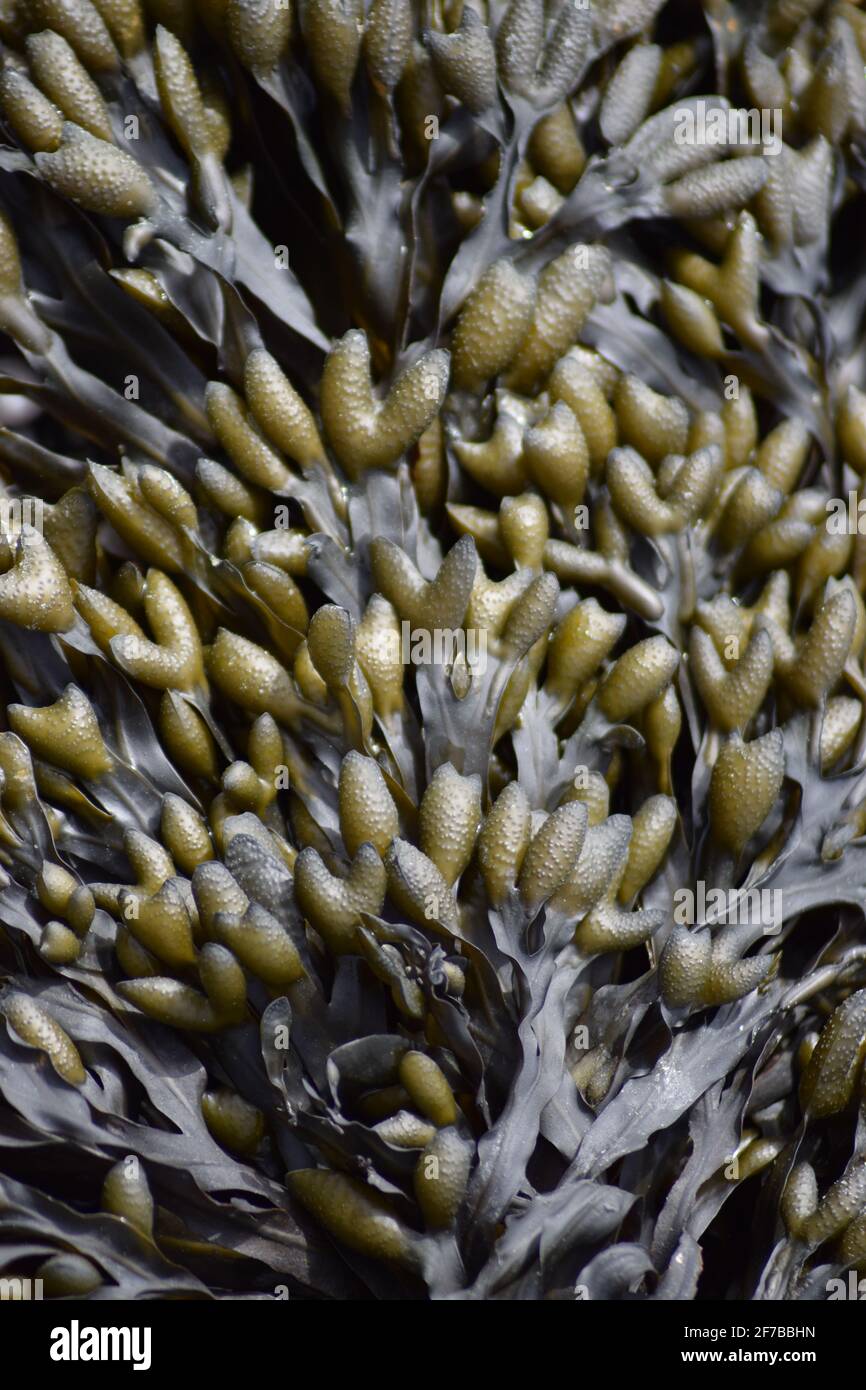 Flat Wrack Seaweed #1 Stock Photo