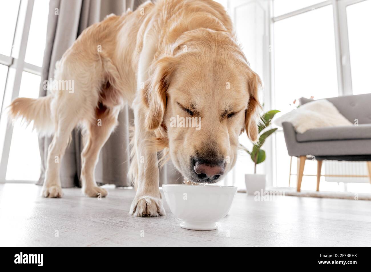 dog drinking from bowl