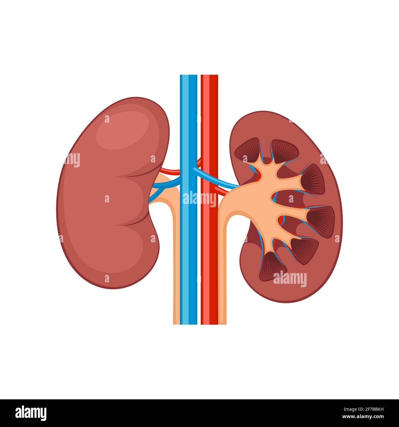 Kidney renal flat realistic icon. Human kidney anatomy vector organ ...