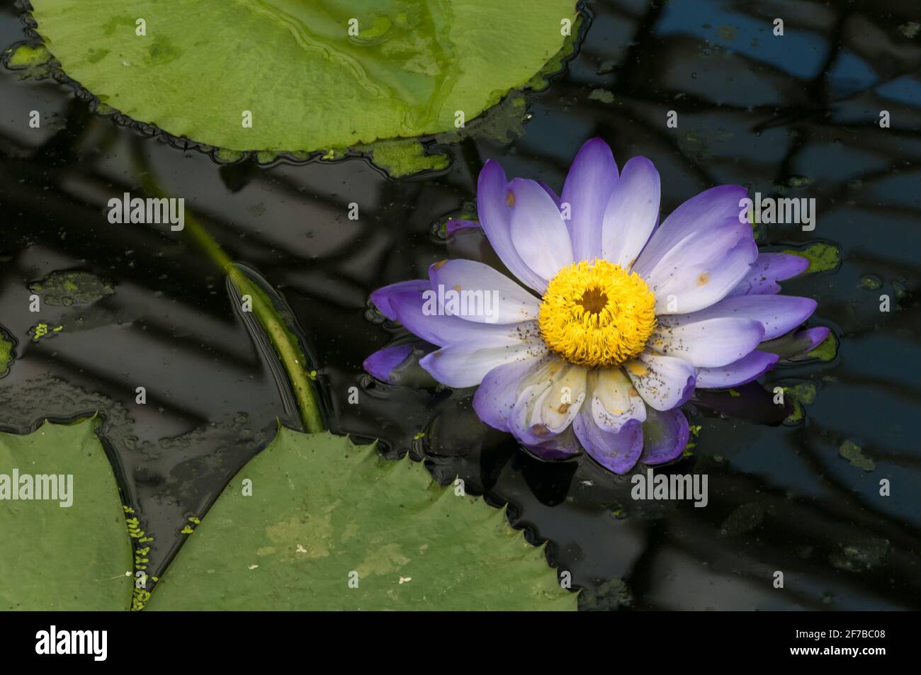 Nymphaea ‘Kew’s Stowaway Blues’ water lily, in flower. Stock Photo