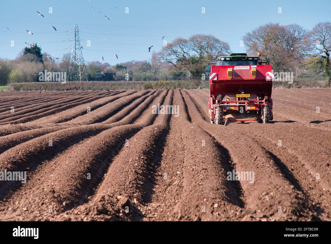 A John Deere tractor towing a Grimme BG215 belt planter, planting potatoes on a furrowed field on a sunny day in spring in Wirral, UK Stock Photo