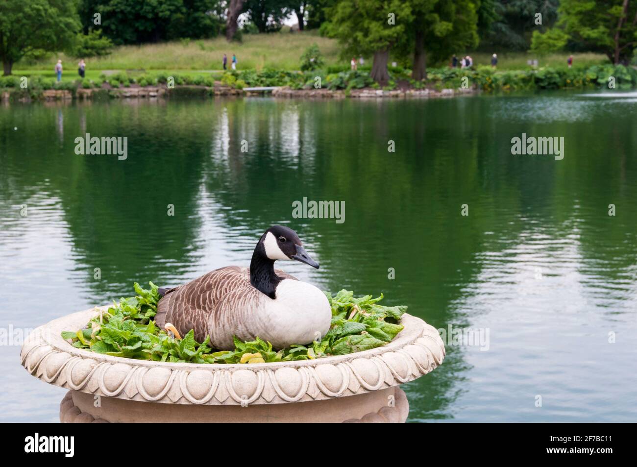 A Canada goose, Branta canadensis, that has made its nest in a planter on the pond at Kew Gardens. Stock Photo