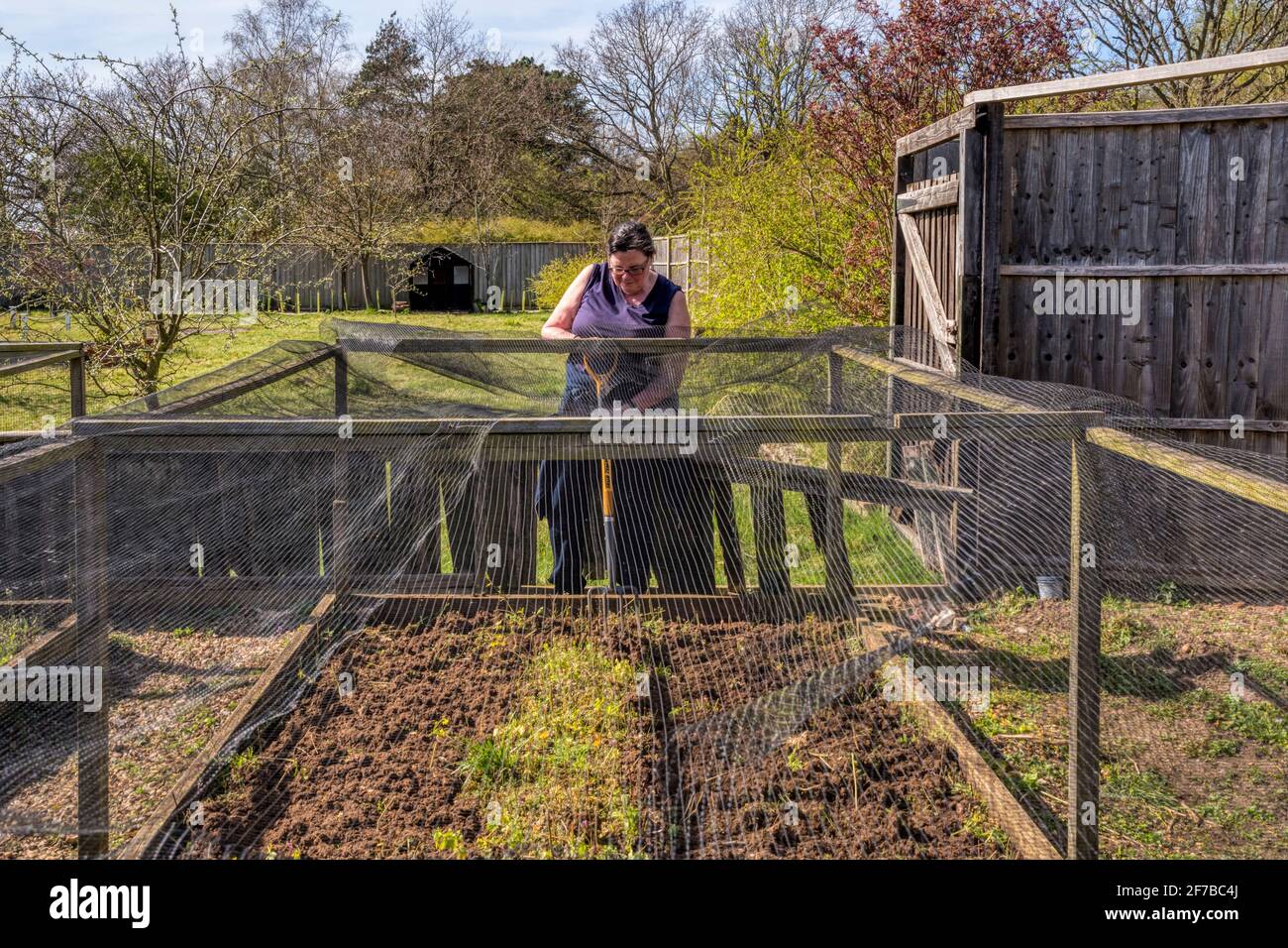 Woman digging over a netted raised bed in a Norfolk garden ready for