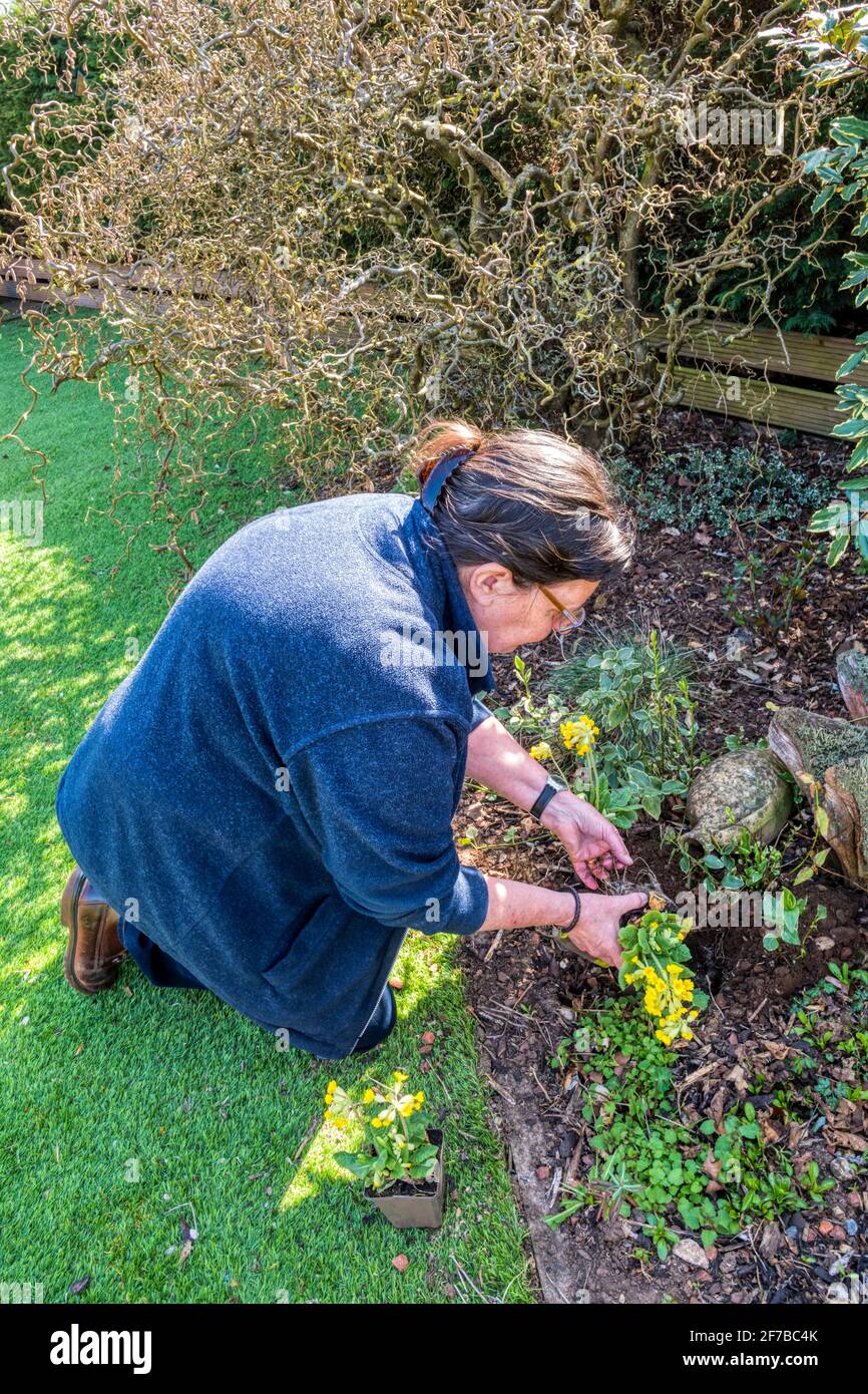 Woman planting cowslips, Primula veris, in flower border. Stock Photo