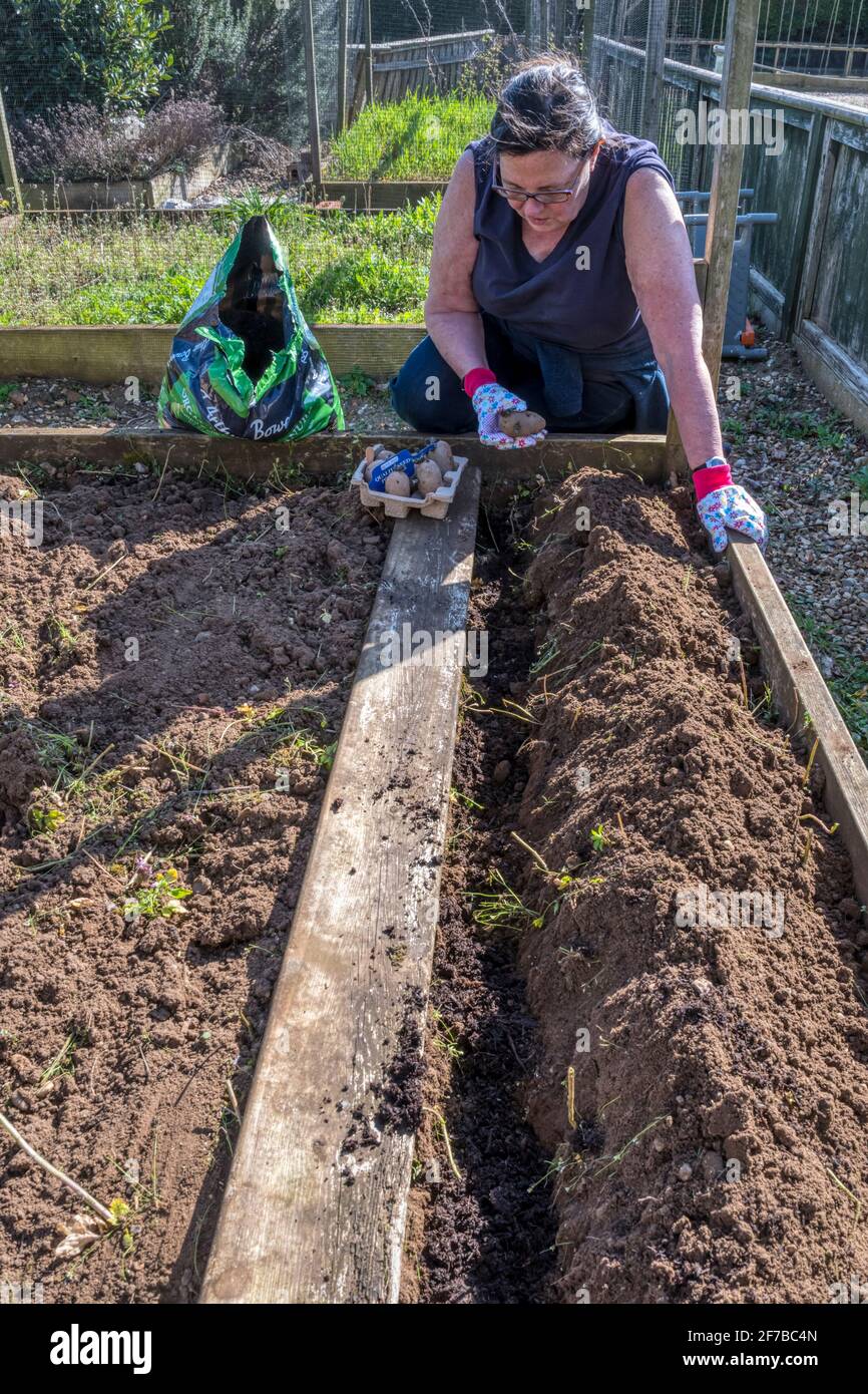 Woman planting out Charlotte seed potatoes in a raised bed Stock Photo
