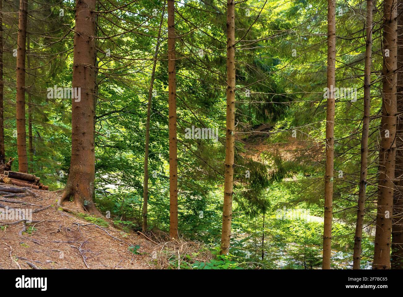 Forest Habitat Hi-res Stock Photography And Images Alamy, 57% OFF