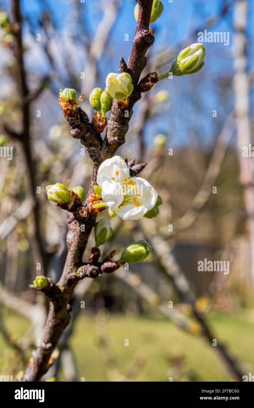 Spring blossom and buds on a greengage tree, Prunus domestica subsp. italica Stock Photo Alamy