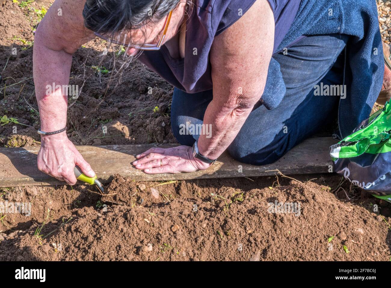 Woman using a kneeling board to avoid disturbing the soil when planting in a raised bed. Stock Photo