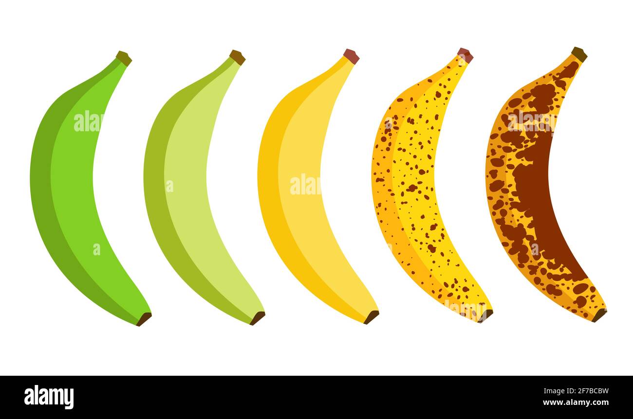 Banana ripeness fruit illustration green mature bad food. Banana ripe ...